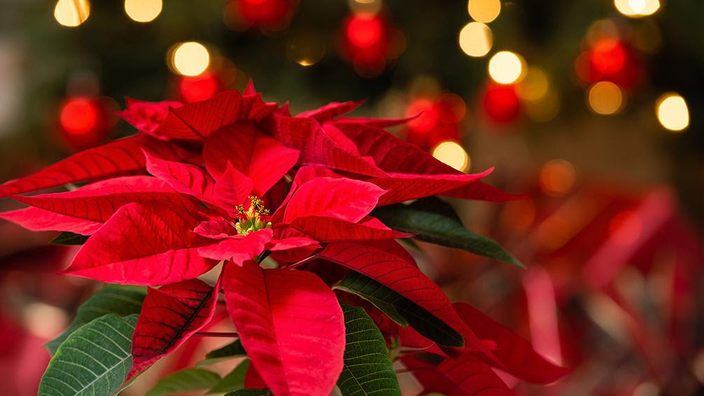 What Christmas Plants Are Safe?